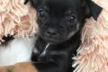7 Chihuahua Welpen suchen ein liebevolles Zuhause