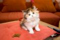 7 süße langhaar Perser Kitten mit Nase