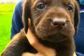 8 braune Labrador-Welpen zu verkaufen