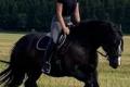 9-jährige Welsh-Tinker Stute, von sicherem Reiter  reitbar