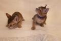 Abesiner Kitten, Kätzchen abzugeben mit Stammbaum