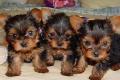 adorable yorkshire terrier cachorros