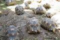 aldabra, sulcata, strahlte und andere Schildkröte Rassen