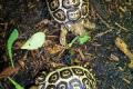 aldabra, sulcata, strahlte und andere Schildkröte 