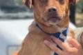 Alfio, a.d.Tierschutz, sucht Happy-Home