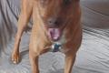 Alfio, a.d.Tierschutz, sucht Happy-Home