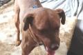 Alfio, a.d.Tierschutz, sucht Happy-Home