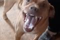 Alfio, a.d.Tierschutz, sucht Happy-Home