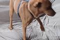 Alfio, a.d.Tierschutz, sucht Happy-Home