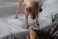 Alfio, a.d.Tierschutz, sucht Happy-Home