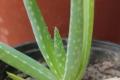 Aloe vera orginal Ableger für Sammler