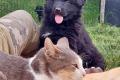 Altdeusche Sch&auml;ferhunde Welpen