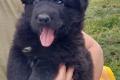 Altdeusche Schäferhunde Welpen