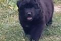 Altdeusche Schäferhunde Welpen