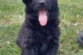 Altdeusche Schäferhunde Welpen