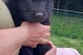 Altdeusche Schäferhunde Welpen