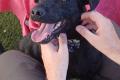 Amber, a.d.Tierschutz, sucht liebes Zuhause