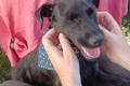 Amber, a.d.Tierschutz, sucht liebes Zuhause