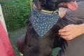 Amber, a.d.Tierschutz, sucht liebes Zuhause