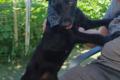 Amber, a.d.Tierschutz, sucht liebes Zuhause
