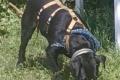 Amber, a.d.Tierschutz, sucht liebes Zuhause