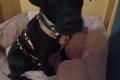 Amber, a.d.Tierschutz, sucht liebes Zuhause