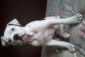 american bulldog welpe 13 wochen sucht sein körbchen
