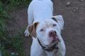 American Bulldog x old english bulldog