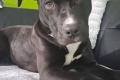 American Pitbull Terrier Welpen
