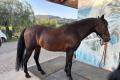 Andalusier PRE Wallach 6 jährig