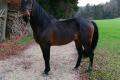 Andalusier PRE Wallach 6 jährig
