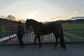 Andalusier PRE Wallach 6 jährig