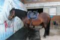 Andalusier PRE Wallach 6 jährig