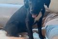 Antonella, a.d.Tierschutz, sucht Happy-Home