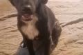 Antonella, a.d.Tierschutz, sucht Happy-Home