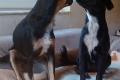 Antonella, a.d.Tierschutz, sucht Happy-Home