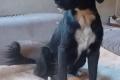 Antonella, a.d.Tierschutz, sucht Happy-Home