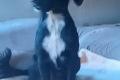 Antonella, a.d.Tierschutz, sucht Happy-Home