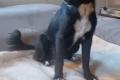 Antonella, a.d.Tierschutz, sucht Happy-Home
