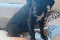 Antonella, a.d.Tierschutz, sucht Happy-Home