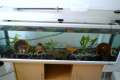 Aquarium mit 5 Axolotl