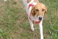 Ariel, a.d.Tierschutz, sucht Happy-Home