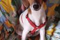 Ariel, a.d.Tierschutz, sucht Happy-Home