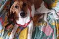 Ariel, a.d.Tierschutz, sucht Happy-Home