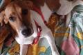 Ariel, a.d.Tierschutz, sucht Happy-Home
