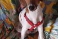 Ariel, a.d.Tierschutz, sucht Happy-Home
