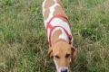 Ariel, a.d.Tierschutz, sucht Happy-Home