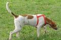 Ariel, a.d.Tierschutz, sucht Happy-Home