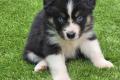 Australian Sheperd Welpen