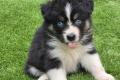 Australian Sheperd Welpen